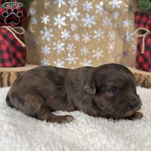 Chevy, Shih-Poo Puppy